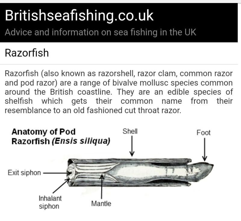 Razor Clam Anatomy Anatomy Book